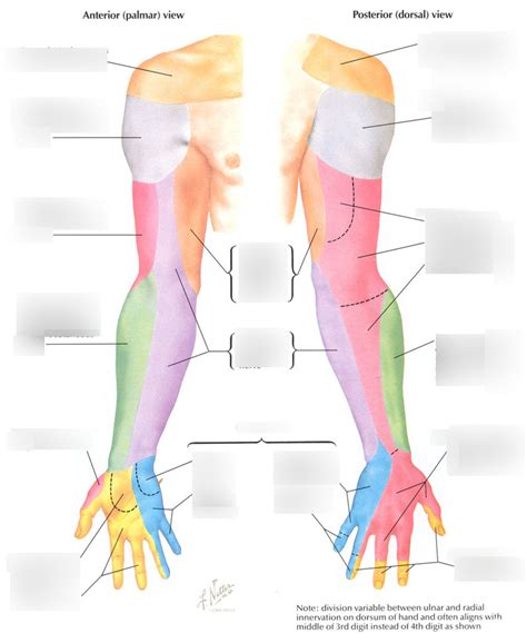 General Dermatomes Myotomes Of The Upper Limb Diagram Quizlet | The ...