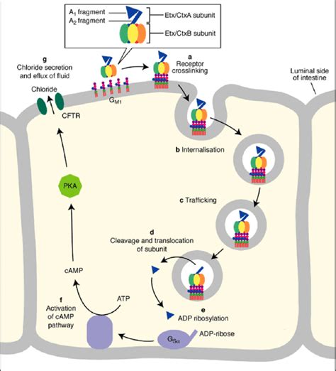 Cholera Toxin Action - A Pictures Of Hole 2018