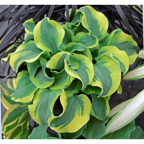 Hostas Plant - Biology Vibe