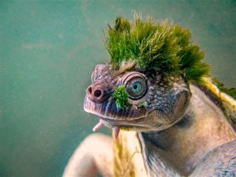 The Green-Haired Mary River Turtle | Amusing Planet