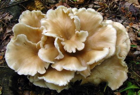 Oyster mushroom Facts, Health Benefits & Nutritional Value