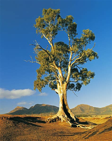 Cazneaux Tree, A River Red Gum (eucalyptus Camaldulensis) Near Wilpena Pound In The Flinders ...