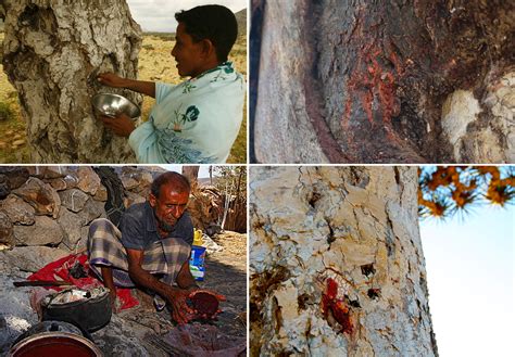 DRAGON'S BROTHER, SOCOTRA ISLAND's millennium tree