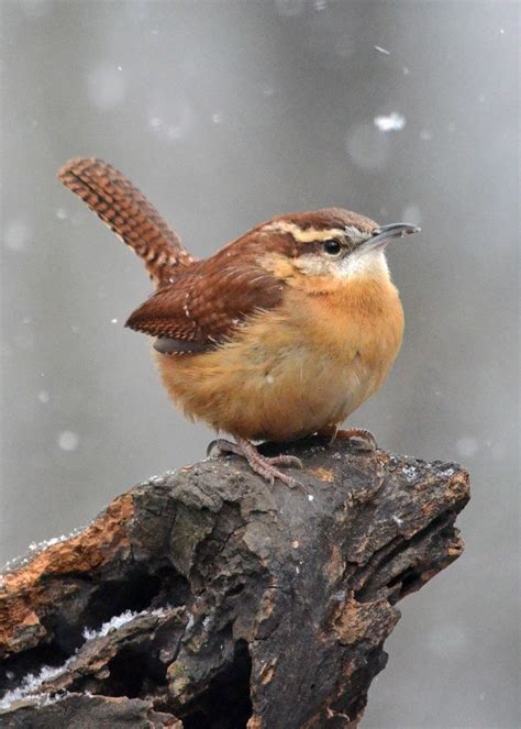 Carolina Wren | Audubon Field Guide