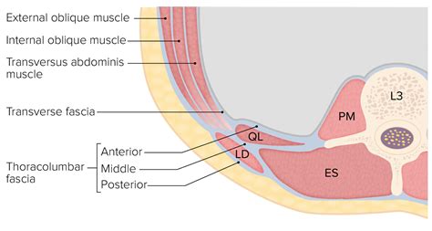 Posterior Abdominal Wall: Anatomy | Concise Medical Knowledge