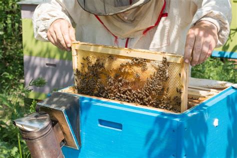 Beekeeper harvesting honey stock image. Image of master - 269836117