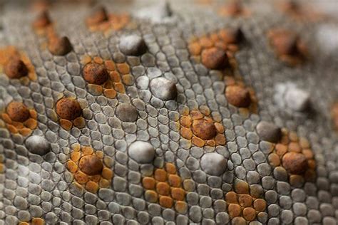 Reptile skin by ~obotron on deviantART | Reptile skin, Patterns in nature, Textures patterns