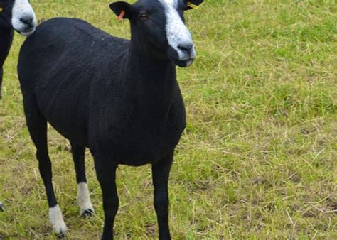 Zwartbles Sheep For Sale | SellMyLivestock - The Online Livestock Marketplace