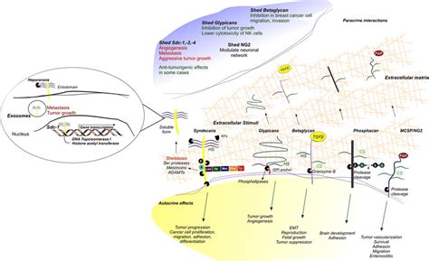 Overview of various cell surface proteoglycans known to be shed,... | Download Scientific Diagram