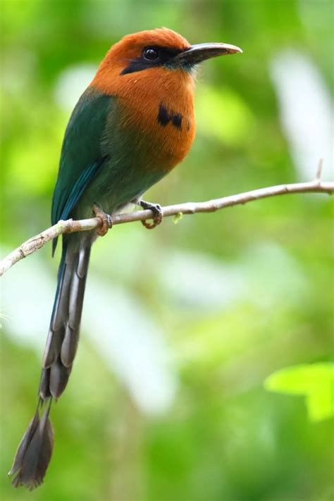 Broad-billed Motmot (Electron platyrhynchum) photographed in Costa Rica | Backyard birds, Exotic ...