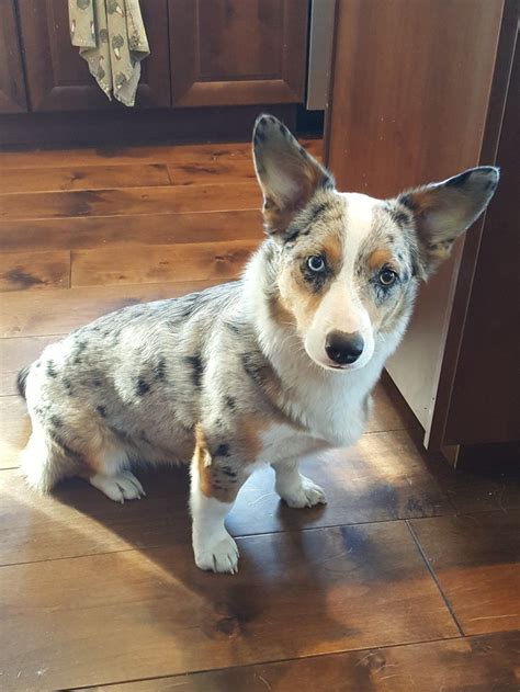 Year old Aussie corgi mix. | Cutest puppy ever, Corgi mix, Corgi