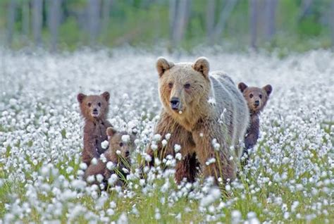 Mama Bears and Their Cubs - Neatorama