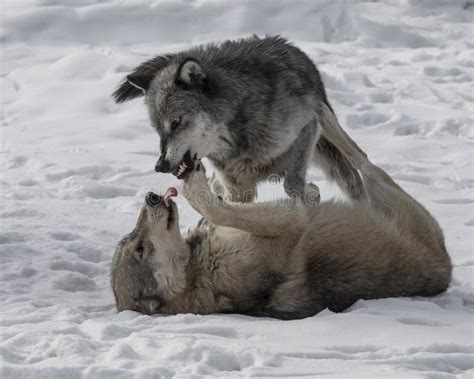 Wolf Pack Playing in the Snow. Stock Photo - Image of winter, lupus ...