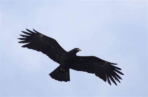 Black Eagle Guide (Ictinaetus malayensis) - Birding Insider