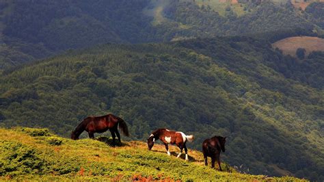 Old Mountain - Old beauty