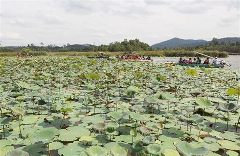 Tasik Chini: 80% of area restored