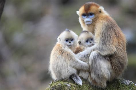 Golden snub-nosed monkey in China’s Qinling Mountains Image - ID: 309309 - Image Abyss