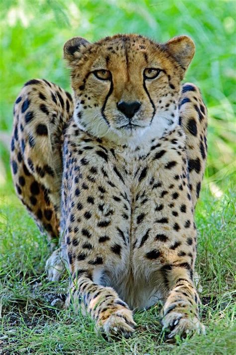 Cheetah stock photo. Image of look, fastest, nature, dangerous - 90382580