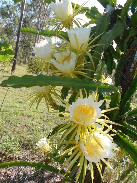 Dragon Fruit in Full Flower | Night Blooming Flowers