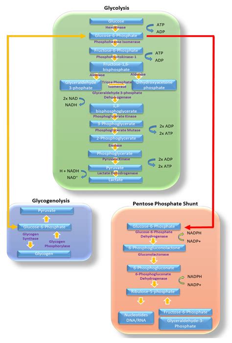 Glycolysis and other glucose metabolic pathways. Highlighted in this... | Download Scientific ...