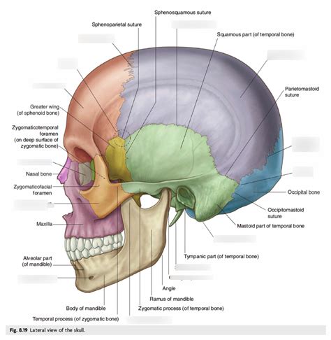 Skull Sutures Anatomy Anatomy Diagram Source | My XXX Hot Girl