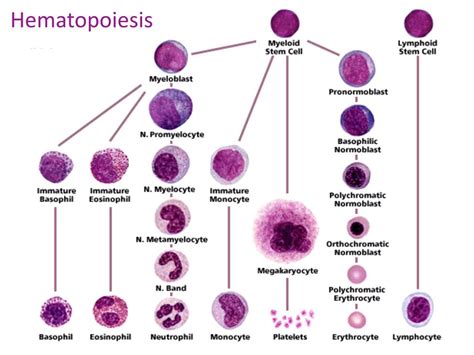 PPT - Hematopoietic System PowerPoint Presentation, free download - ID:3749199