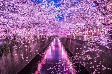 東京の桜の名所20選！2024年の桜の見頃や開花状況、桜まつりや穴場スポットも紹介！ - 観光・旅行｜クールジャパンビデオ｜日本の観光・旅行 ...