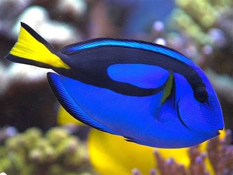 Caring for Dory in Your Aquarium - Blue Tang Part 2 with Aquatic Start - YouTube