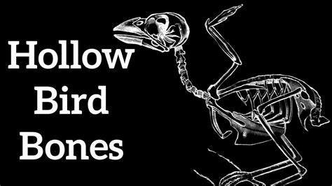 Hollow Bird Bones - Adaptations for Flight - YouTube