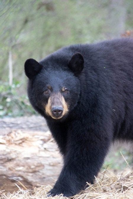 North American Black Bear | Birmingham Zoo