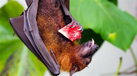 What Do Fruit Bats Eat? Wow, That's Delicious!