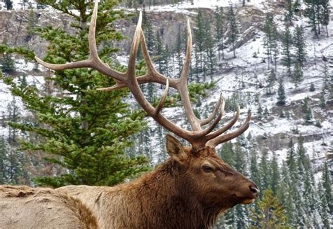 Are Yew Plants Killing Elk in Utah? - The Animal Rescue Site News