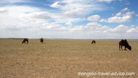 Mongolia's Gobi Desert: Independent guide