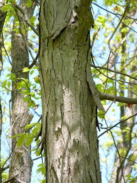 Shagbark Hickory bark | Dendroica cerulea | Flickr