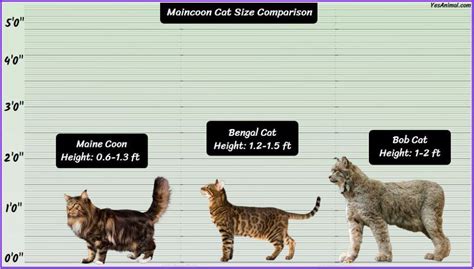 Maine Coon Cat Size: Explained & Compared With Other Cats