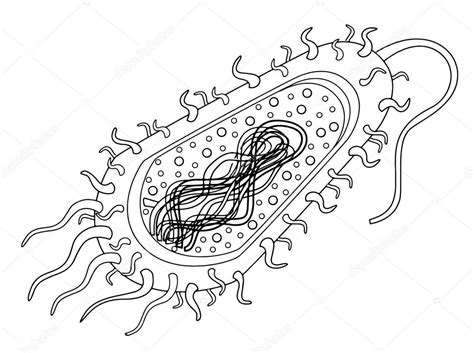 Bacteria cell Stock Vector Image by ©blueringmedia #25790501