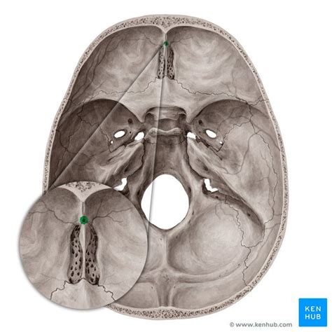 Foramen cecum: Anatomy and function | Kenhub