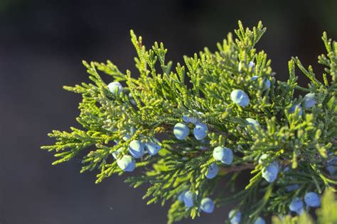 Beautiful Bush of a Juniper with Berries Stock Photo - Image of juniper ...