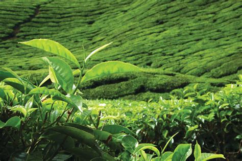 Lipton & Taylor Ceylon Tea Plantation Central Highlands.. – Sri Lanka ...