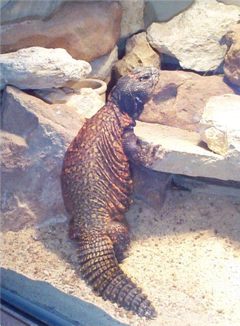 The Spiny-Tailed Lizard: WhoZoo