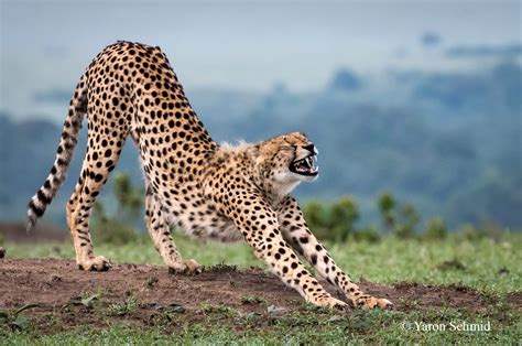 Cheetahs — YS Wildlife Photography