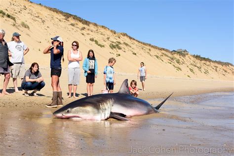 Great white shark dies on Cape Cod beach despite valiant rescue attempt