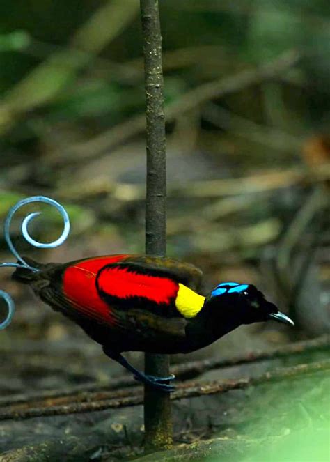 25 Wilson's Bird of Paradise Facts: Indonesia's Diphyllodes respublica | JustBirding.com