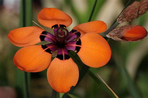 sparaxis elegans | Beautiful flowers, Purple cups, Plants