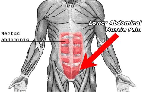 Muscles In Lower Left Abdomen Anatomy Of The Neuraxis Thoracic And | Images and Photos finder