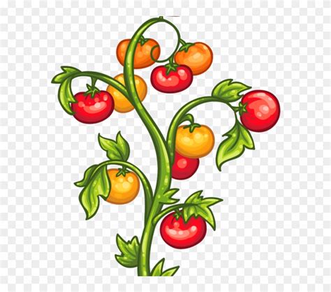 Tomato Plants Clipart, HD Png Download - 880x660(#691862) - PngFind