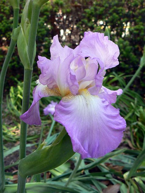 Light Purple Iris | Flickr - Photo Sharing!