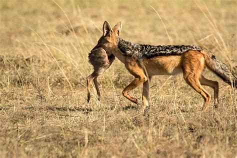 What is a Dik-Dik? Fun Facts About the Cutest African Antelope