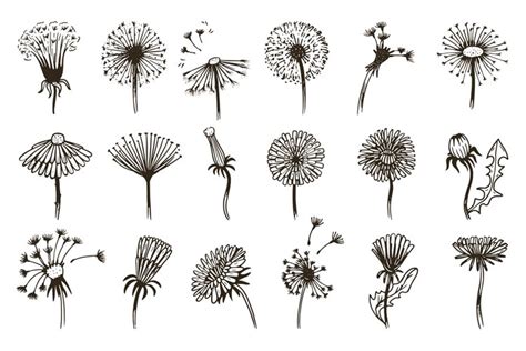 Flowers dandelion sketch, vintage doodle dandelions seeds fl