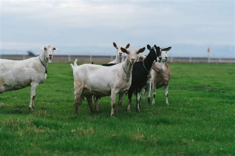 Goat Milk vs Cow Milk | Summerhill Goat Dairy